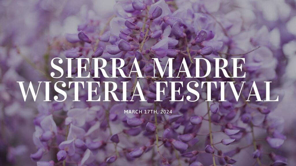 Read more about THE ENCHANTING SIERRA MADRE WISTERIA FESTIVAL